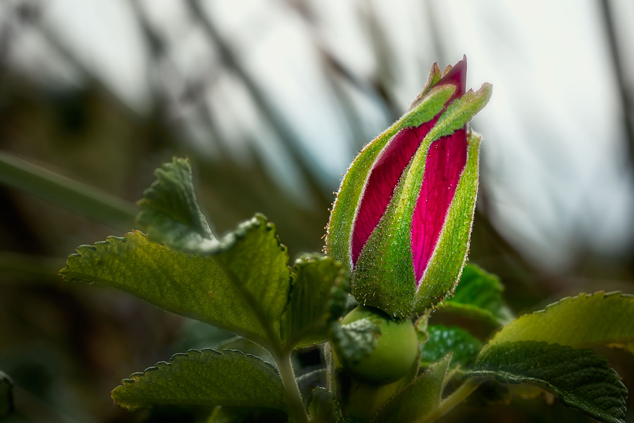 beach rose (rosa rugosa)